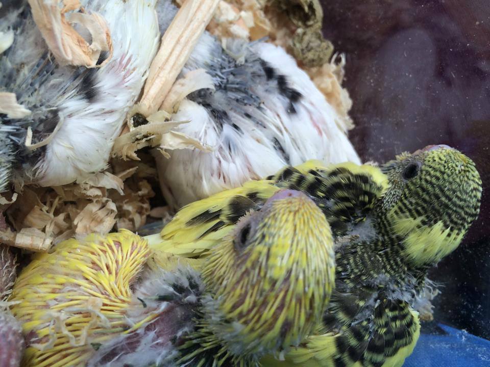 THE NOT SO GREAT BUDGIE RESCUE