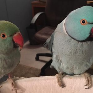 HOW TO SAVE UNWANTED PARROTS