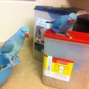 SPROUTING FOR YOUR PARROTS