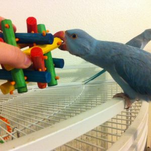 THE SAFE BIRDY GAME