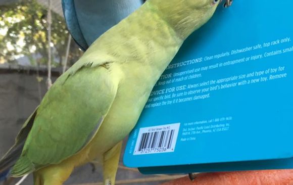 WHAT’S SO DIFFERENT ABOUT INDIAN RINGNECKS
