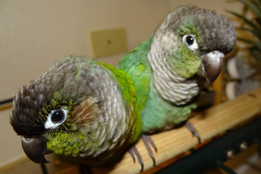 10 Tips for Avoiding Parrot Scams