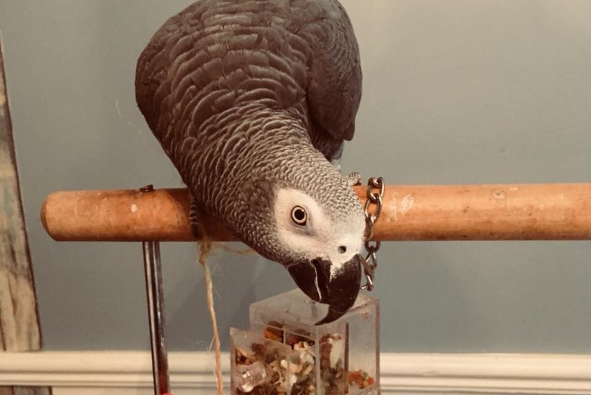 Quick Start Guide to Parrot Nutrition